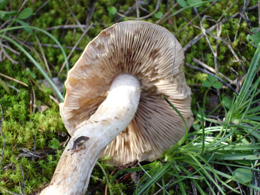 Hebeloma